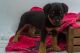 Rottweiler Puppies for sale in Colorado Springs, Colorado. price: NA