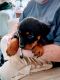 Rottweiler Puppies for sale in Statesville, North Carolina. price: $1,000