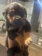 Rottweiler Puppies for sale in Cleveland, Ohio. price: $800