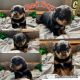 Rottweiler Puppies for sale in Ovid, Michigan. price: $1,500