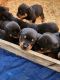 Rottweiler Puppies for sale in Farmington Hills, Michigan. price: $1,300