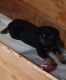 Rottweiler Puppies for sale in Silver Springs, Nevada. price: $2,200