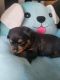 Rottweiler Puppies for sale in La Pine, Oregon. price: $1,000