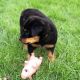Rottweiler Puppies for sale in Albany, New York. price: NA