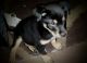 Rottweiler Puppies for sale in Scottsdale, Arizona. price: NA