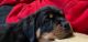 Rottweiler Puppies for sale in Naugatuck, CT 06770, USA. price: $950