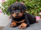 Rottweiler Puppies for sale in Birmingham, Alabama. price: $400