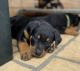 Rottweiler Puppies for sale in Tinonee, New South Wales. price: $1,500
