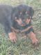 Rottweiler Puppies for sale in Craigieburn, Victoria. price: $2,000