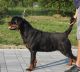 Rottweiler Puppies for sale in Waldorf, Maryland. price: $3,000
