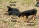 Rottweiler Puppies for sale in Oxford, NC 27565, USA. price: $500