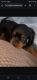 Rottweiler Puppies for sale in Amherst, New York. price: $1,000