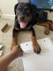 Rottweiler Puppies for sale in Concord, North Carolina. price: $1,700