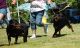 Rottweiler Puppies for sale in Mountain View, HI, USA. price: $190