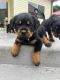 Rottweiler Puppies for sale in Camden, New South Wales. price: $3,000