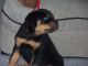 Rottweiler Puppies for sale in Habersham County, GA, USA. price: NA