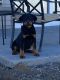 Rottweiler Puppies for sale in Minneapolis, Minnesota. price: $950