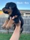 Rottweiler Puppies for sale in Boondall, Queensland. price: $2,000