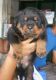 Rottweiler Puppies for sale in Jaipur, Rajasthan, India. price: 16000 INR