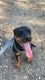 Rottweiler Puppies for sale in Mount Druitt, New South Wales. price: $1,500