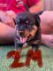 Rottweiler Puppies for sale in Adelaide, South Australia. price: $2,000