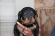 Rottweiler Puppies for sale in Byram, Mississippi. price: $1,500