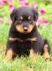 Rottweiler Puppies for sale in Anderson, AK, USA. price: NA