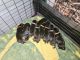 Rottweiler Puppies for sale in Gresham, Oregon. price: $250,000