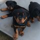 Rottweiler Puppies for sale in West Palm Beach, Florida. price: $1,200