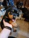 Rottweiler Puppies for sale in Olympia, Washington. price: $1,200