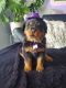 Rottweiler Puppies for sale in Niles, Illinois. price: $1,200