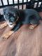 Rottweiler Puppies for sale in Wichita, Kansas. price: $2,000