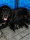 Rottweiler Puppies for sale in Miami Gardens, Florida. price: $700