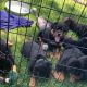 Rottweiler Puppies for sale in Fresno, California. price: $600