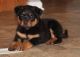 Rottweiler Puppies for sale in Guwahati, Assam 781001, India. price: 2 INR