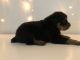 Rottweiler Puppies for sale in Red Lion, Pennsylvania. price: $1,800