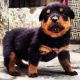 Rottweiler Puppies for sale in Amritsar, Punjab 143001, India. price: 15000 INR