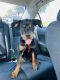 Rottweiler Puppies for sale in Hialeah, Florida. price: $900