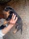 Rottweiler Puppies for sale in Kolkata, West Bengal 700001, India. price: NA