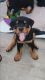 Rottweiler Puppies for sale in Greenacres, Florida. price: NA