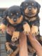 Rottweiler Puppies for sale in Kolkata, West Bengal 700001, India. price: 16000 INR