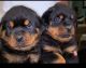Rottweiler Puppies for sale in Ft. Lauderdale, Florida. price: $1,000