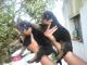 Rottweiler Puppies for sale in Dharwad, Karnataka 580001, India. price: 12000 INR