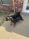Rottweiler Puppies for sale in Cedar Hill, Texas. price: $1
