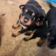 Rottweiler Puppies for sale in Toowoomba, Queensland. price: $2,200
