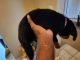 Rottweiler Puppies for sale in Houston, Texas. price: $2,500