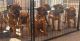 Rottweiler Puppies for sale in Cranbourne, Victoria. price: $1,000