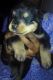 Rottweiler Puppies for sale in Coimbatore, Tamil Nadu, India. price: 12000 INR