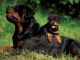 Rottweiler Puppies for sale in Ahmedabad, Gujarat, India. price: 13000 INR