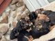 Rottweiler Puppies for sale in Branford, Connecticut. price: $1,000